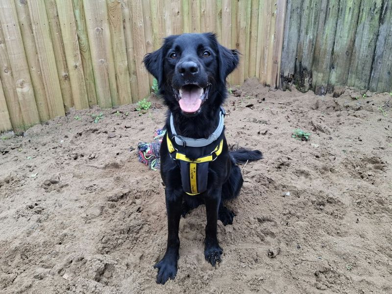 Opie | Retriever (Labrador) Cross | Ilfracombe - 1