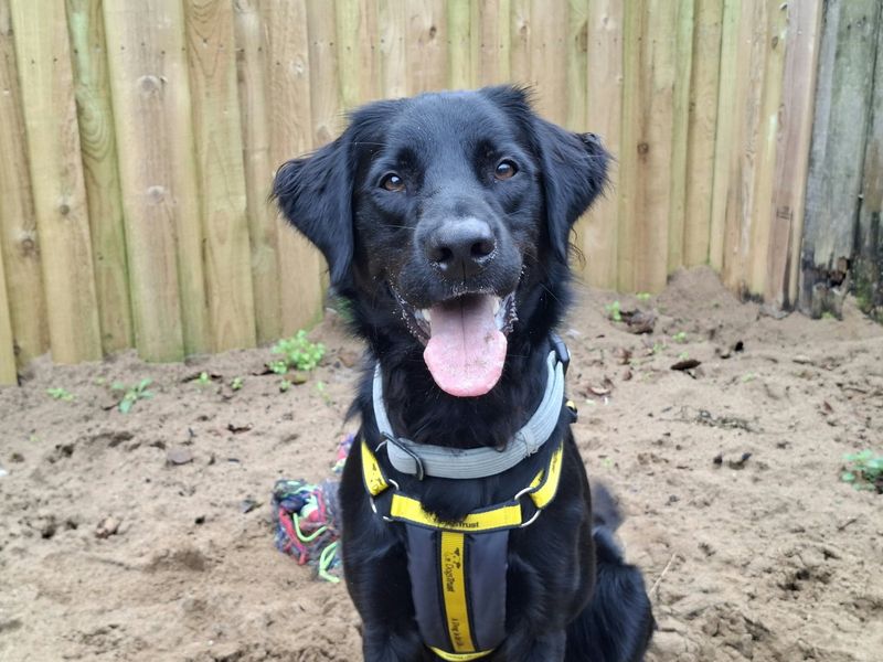 Opie | Retriever (Labrador) Cross | Ilfracombe - 3