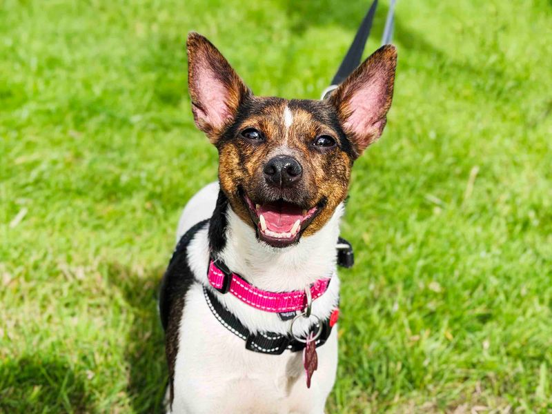 Poppy | Terrier (Jack Russell) | Leeds - 1