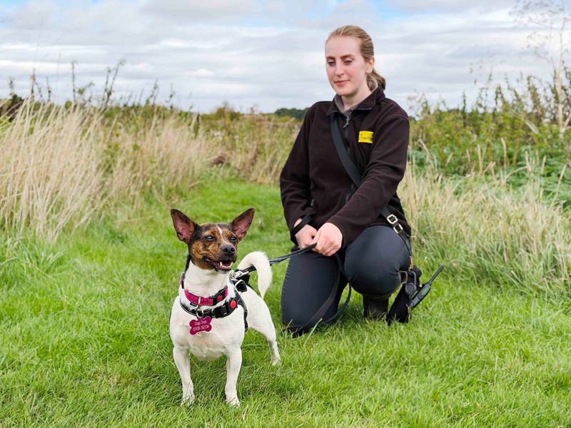 Poppy | Terrier (Jack Russell) | Leeds - 3