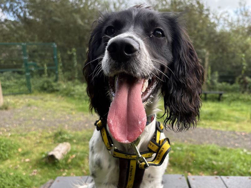 Comet | Spaniel (English Springer) | Ballymena (Northern Ireland) - 2