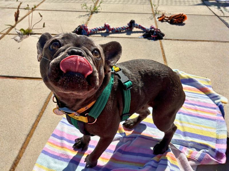Buffy | French Bulldog | Newbury (Berkshire) - 4