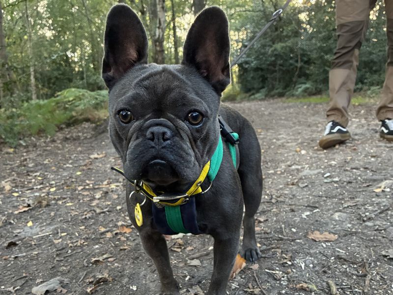 Buffy | French Bulldog | Newbury (Berkshire) - 1