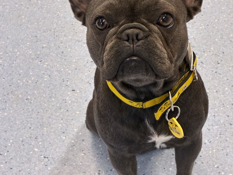 Buffy | French Bulldog | Newbury (Berkshire) - 2