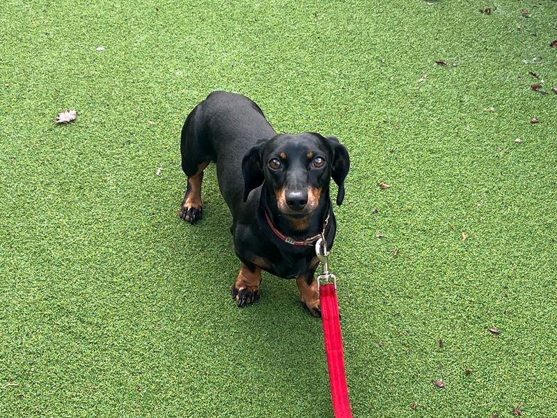Wally | Dachshund (Smooth Haired) | Cardiff - 3