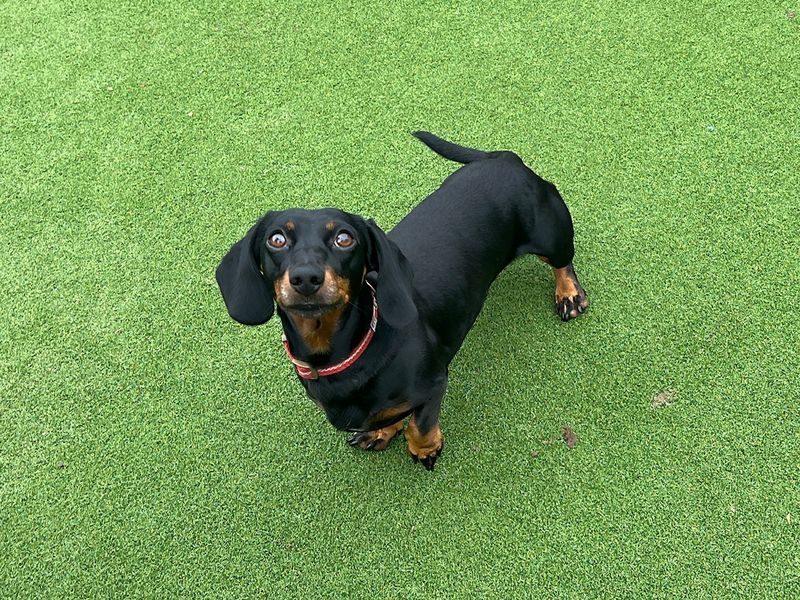 Wally | Dachshund (Smooth Haired) | Cardiff - 1