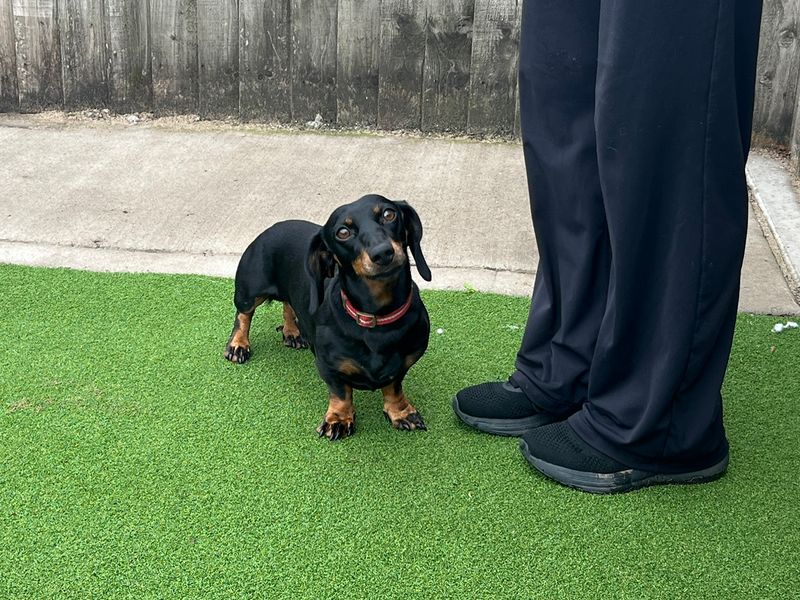 Wally | Dachshund (Smooth Haired) | Cardiff - 2