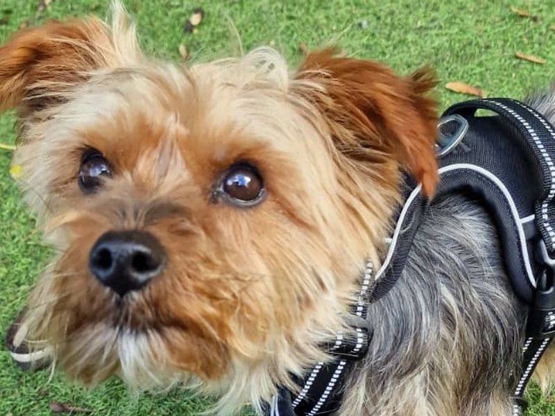 Priscilla | Terrier (Yorkshire) | Merseyside (Liverpool) - 1