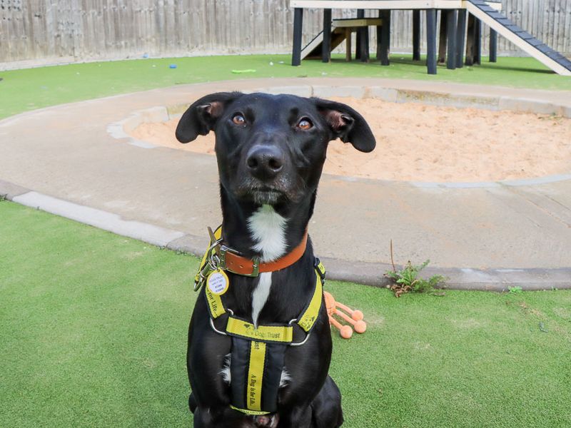 Chester | Lurcher | Evesham (Worcestershire) - 8