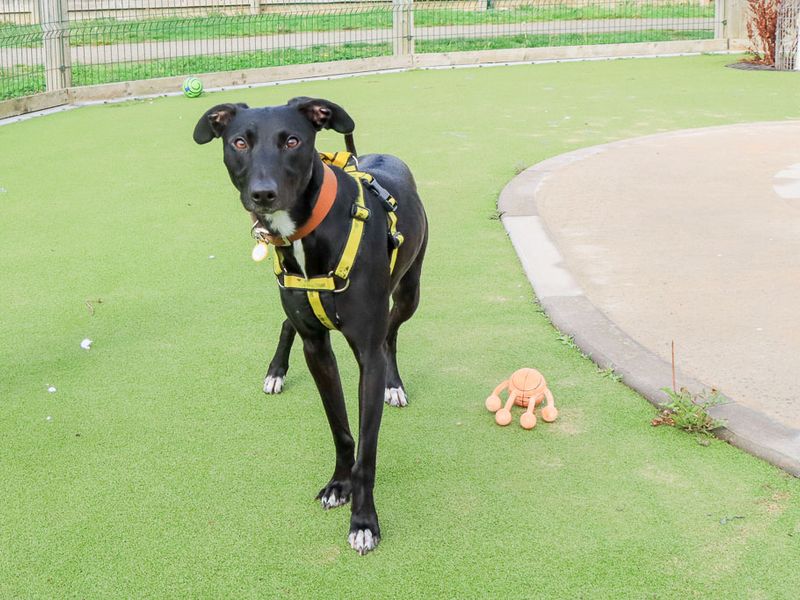 Chester | Lurcher | Evesham (Worcestershire) - 2