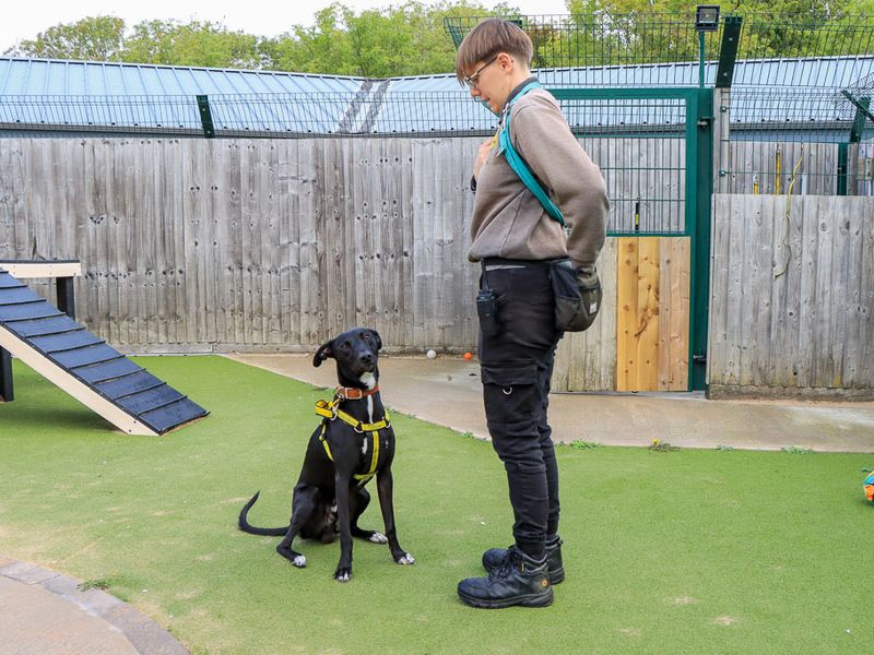 Chester | Lurcher | Evesham (Worcestershire) - 6