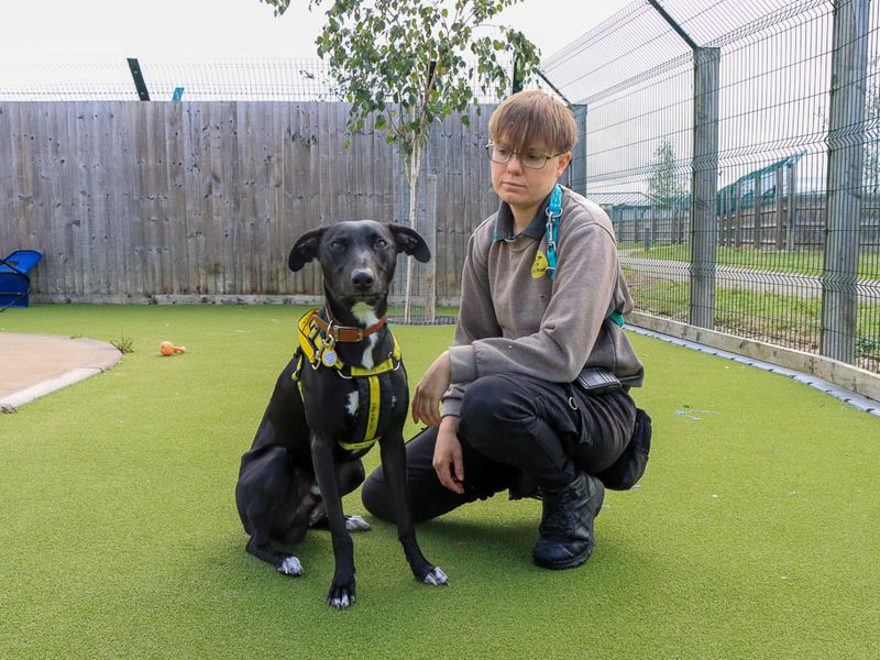 Chester | Lurcher | Evesham (Worcestershire) - 5