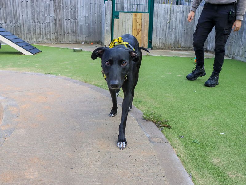Chester | Lurcher | Evesham (Worcestershire) - 7