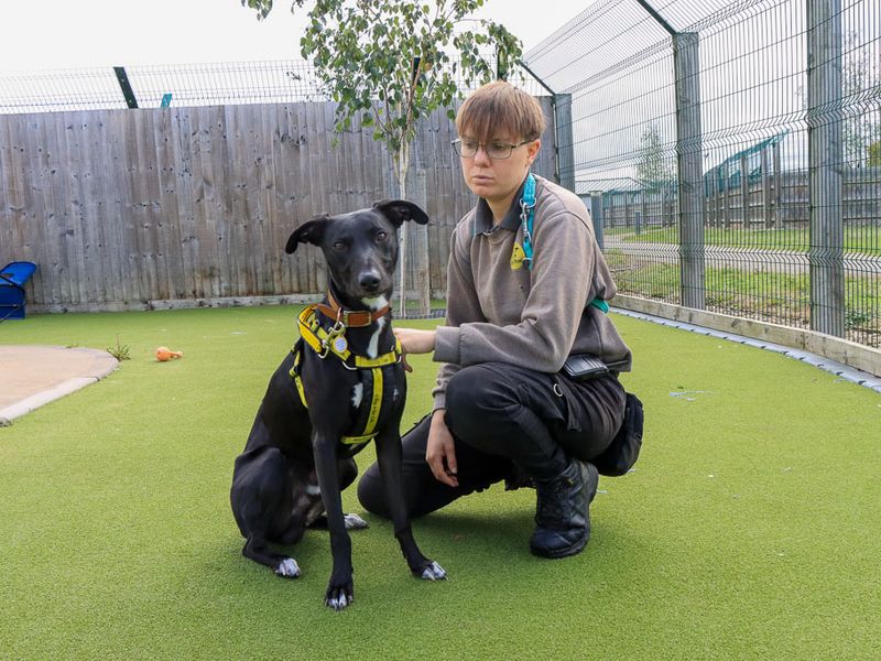 Chester | Lurcher | Evesham (Worcestershire) - 3