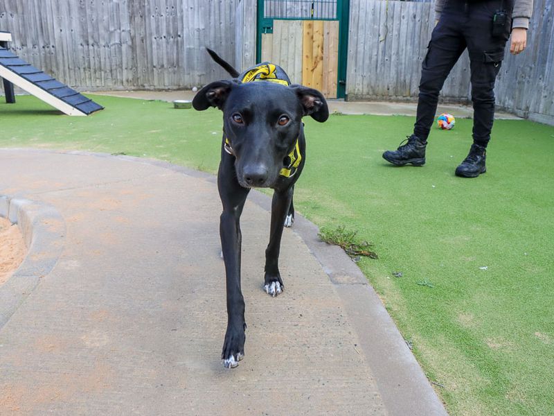 Chester | Lurcher | Evesham (Worcestershire) - 4