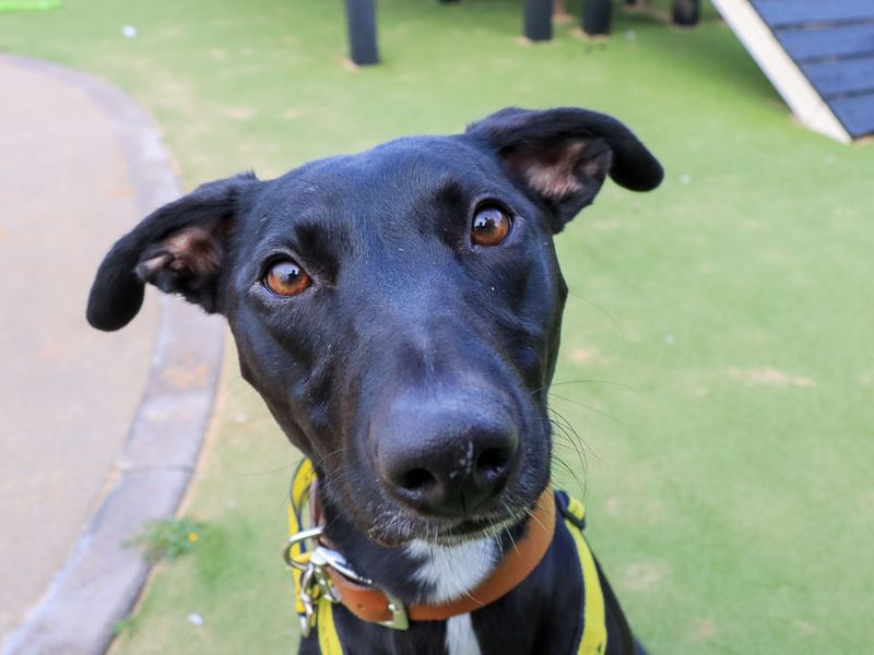 Chester | Lurcher | Evesham (Worcestershire) - 1