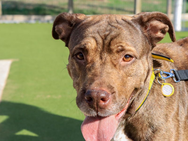Moana | Mastiff Cross | Evesham (Worcestershire) - 2