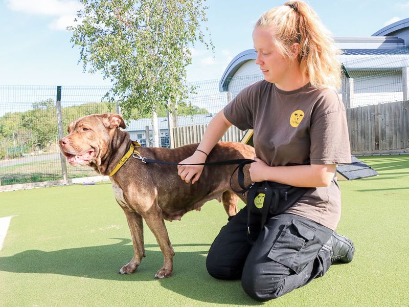 Moana | Mastiff Cross | Evesham (Worcestershire) - 3