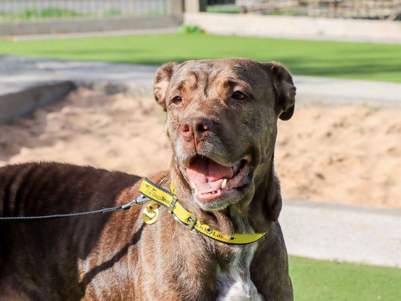 Moana | Mastiff Cross | Evesham (Worcestershire) - 4