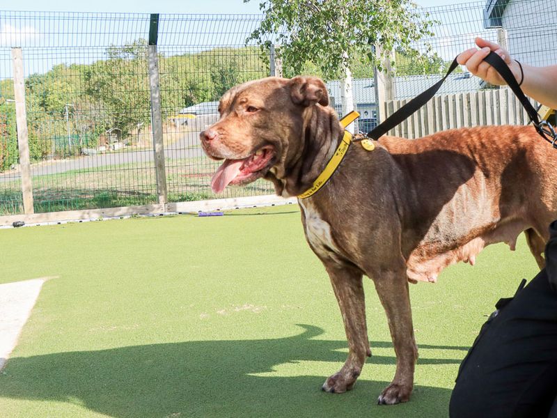 Moana | Mastiff Cross | Evesham (Worcestershire) - 5