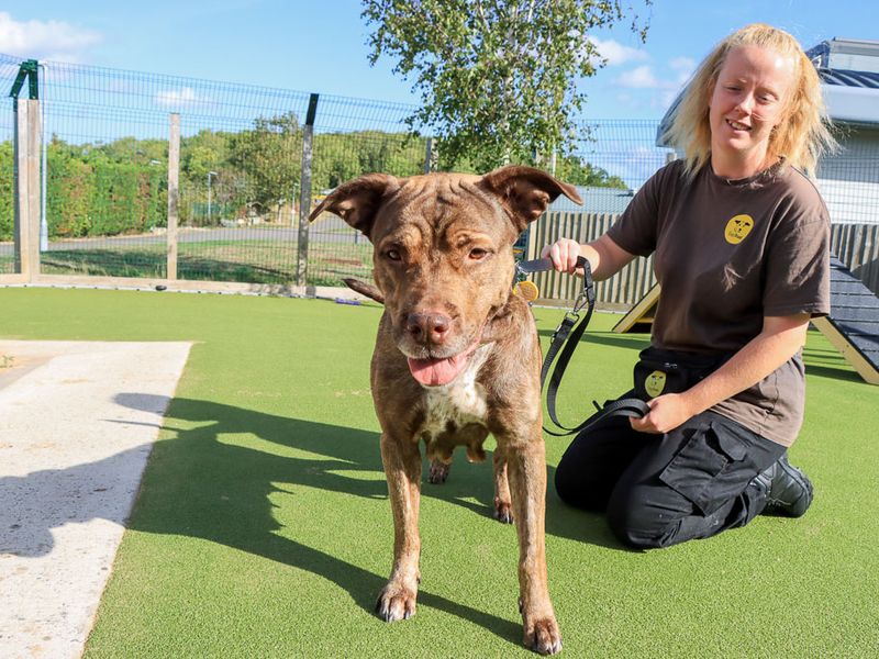 Moana | Mastiff Cross | Evesham (Worcestershire) - 1