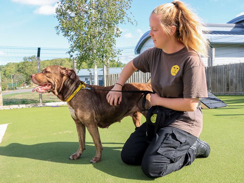 Moana | Mastiff Cross | Evesham (Worcestershire) - 6