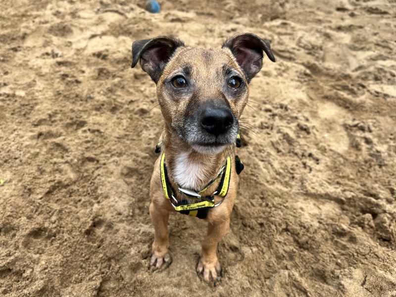 Barney | Terrier (Jack Russell) | Ilfracombe - 3
