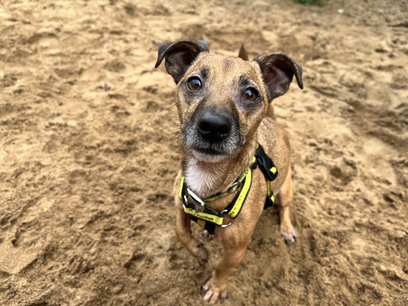 Barney | Terrier (Jack Russell) | Ilfracombe - 7