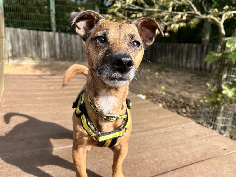 Barney | Terrier (Jack Russell) | Ilfracombe - 4