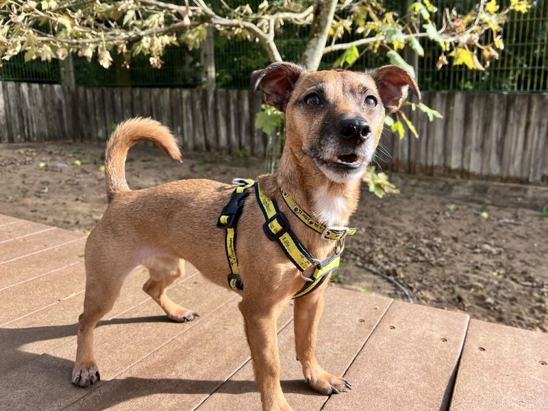 Barney | Terrier (Jack Russell) | Ilfracombe - 6