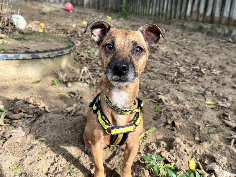 Barney | Terrier (Jack Russell) | Ilfracombe - 1