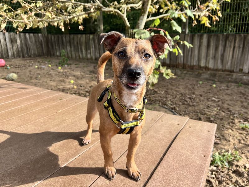 Barney | Terrier (Jack Russell) | Ilfracombe - 5