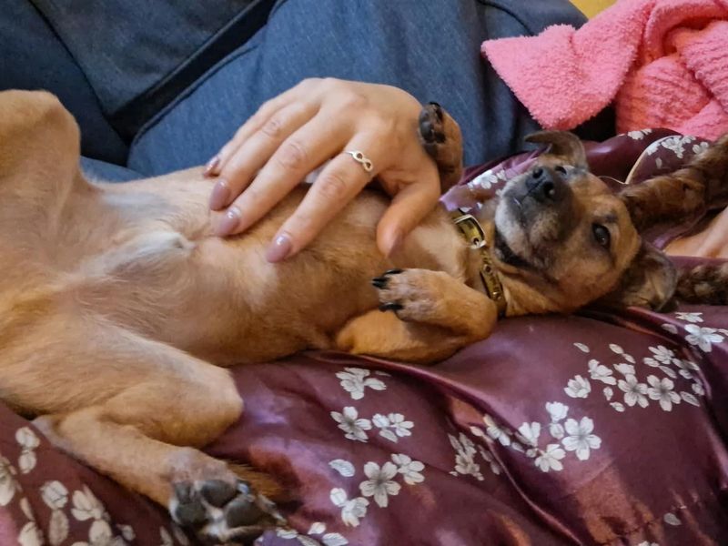 Barney | Terrier (Jack Russell) | Ilfracombe - 2