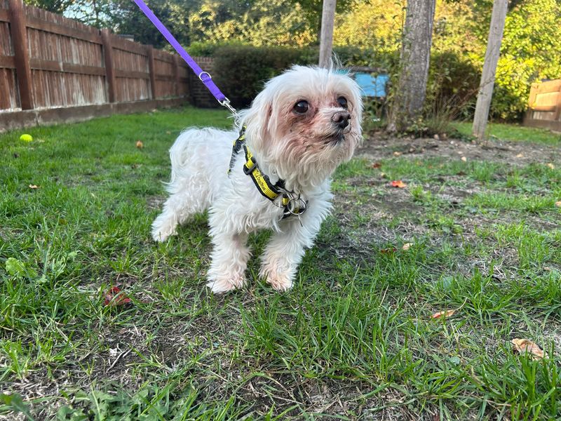 Dolly | Maltese | Newbury (Berkshire) - 1
