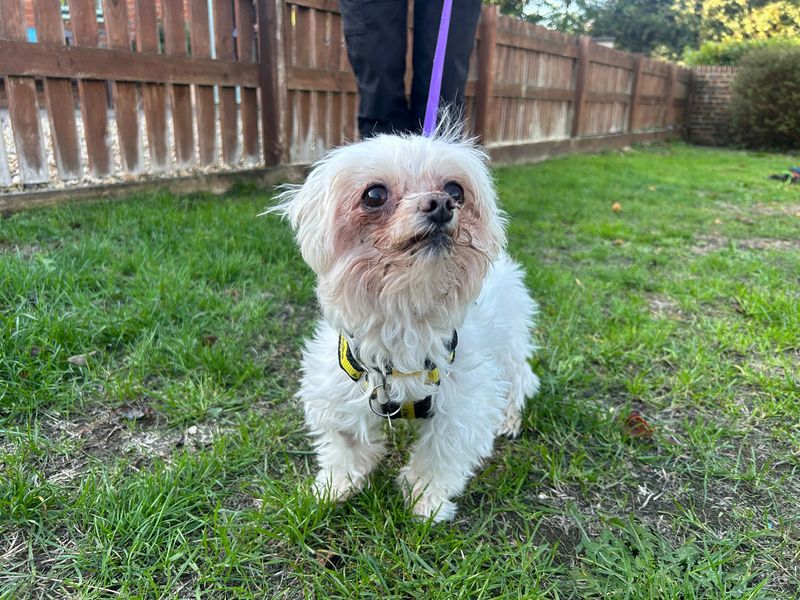 Dolly | Maltese | Newbury (Berkshire) - 2