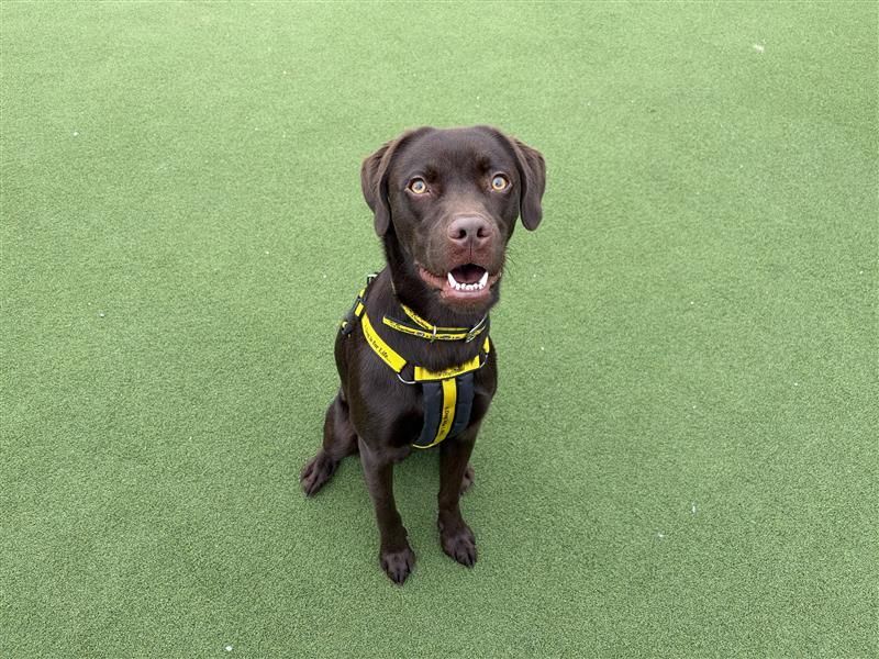 Paddy - Image 2 of 6