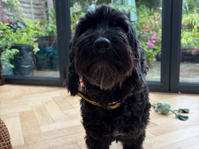 Puddle | Spaniel (Cocker) Cross | Shrewsbury (Shropshire) - 2