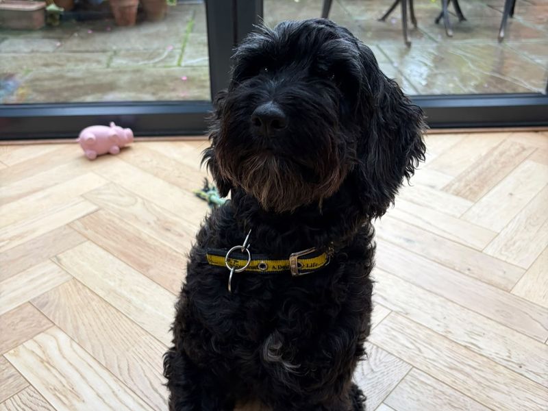 Puddle | Spaniel (Cocker) Cross | Shrewsbury (Shropshire) - 3