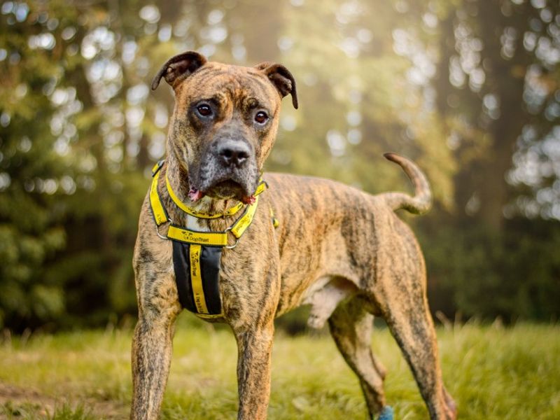 Roscoe | Mastiff Cross | Kenilworth (West Midlands) - 2