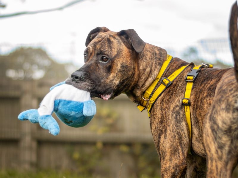 Roscoe | Mastiff Cross | Kenilworth (West Midlands) - 4