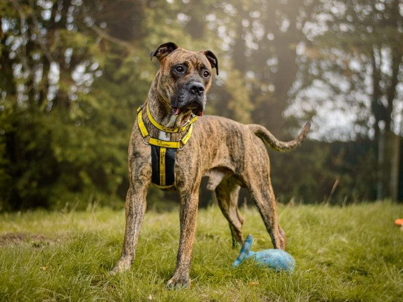 Roscoe | Mastiff Cross | Kenilworth (West Midlands) - 1
