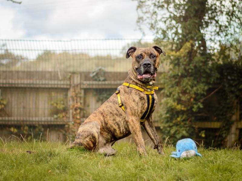 Roscoe | Mastiff Cross | Kenilworth (West Midlands) - 6