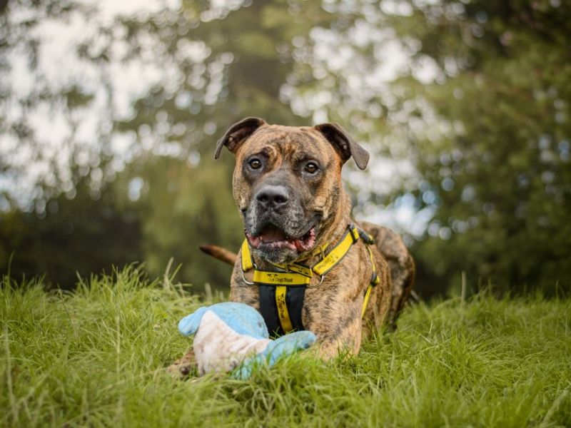 Roscoe | Mastiff Cross | Kenilworth (West Midlands) - 3