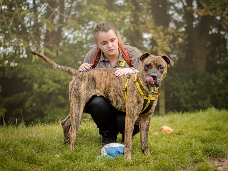 Roscoe | Mastiff Cross | Kenilworth (West Midlands) - 5