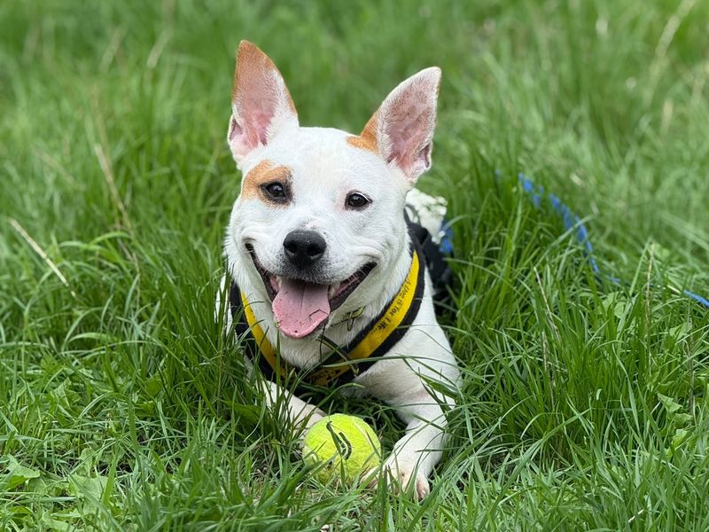 Lumi | Terrier (Staffordshire Bull) Cross | Shrewsbury (Shropshire) - 2