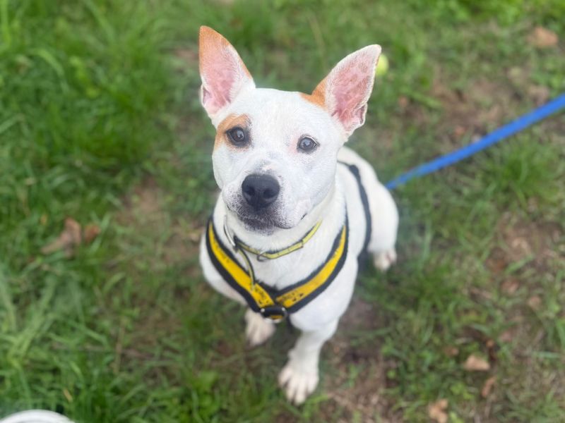 Lumi | Terrier (Staffordshire Bull) Cross | Shrewsbury (Shropshire) - 3