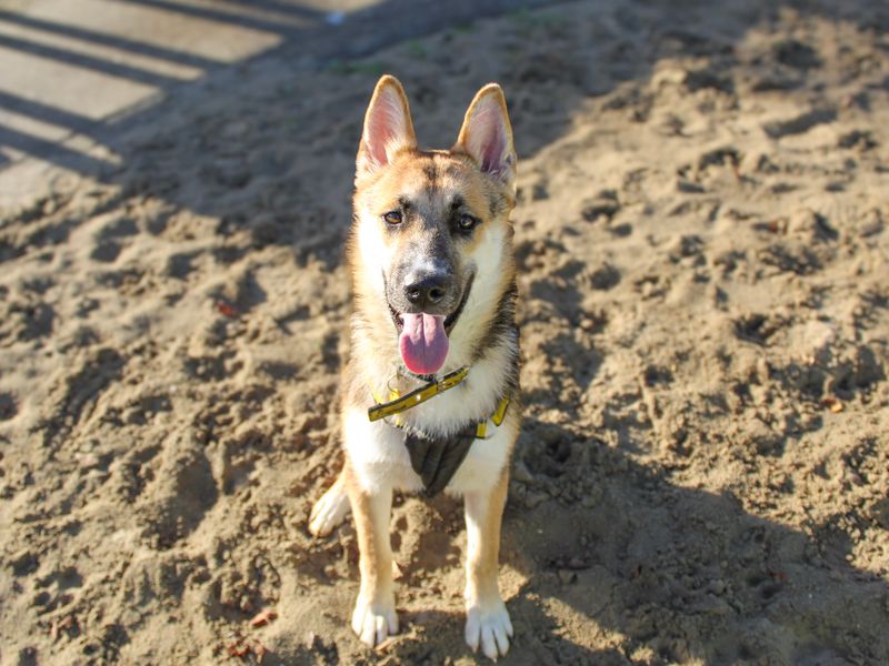 Brodie | German Shepherd Dog Cross | Shoreham (Sussex) - 2