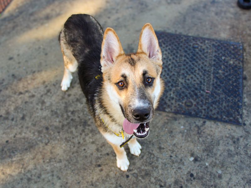 Brodie | German Shepherd Dog Cross | Shoreham (Sussex) - 3