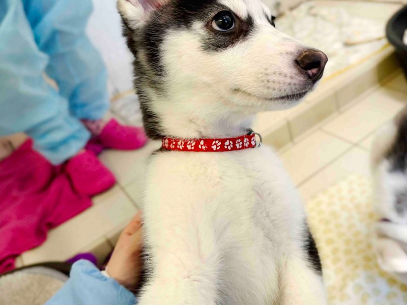 Guava | Siberian Husky | Leeds - 6