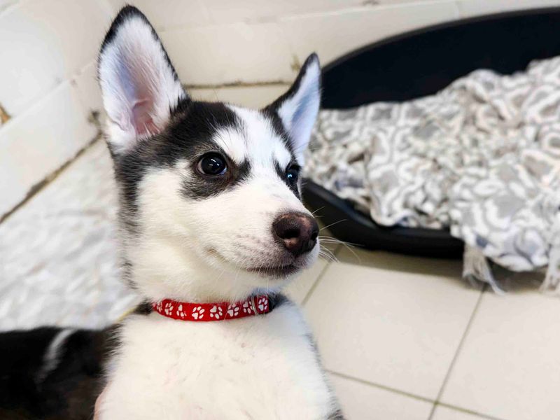 Guava | Siberian Husky | Leeds - 4